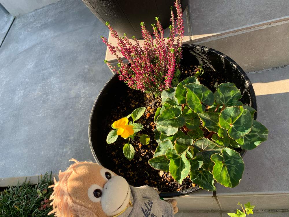 シクラメンの投稿画像 By Coralさん パンジーとカルーナと冬から春と寄せ植えと玄関前の鉢植えとおうち園芸とガーデニング 月10月24日 Greensnap グリーンスナップ