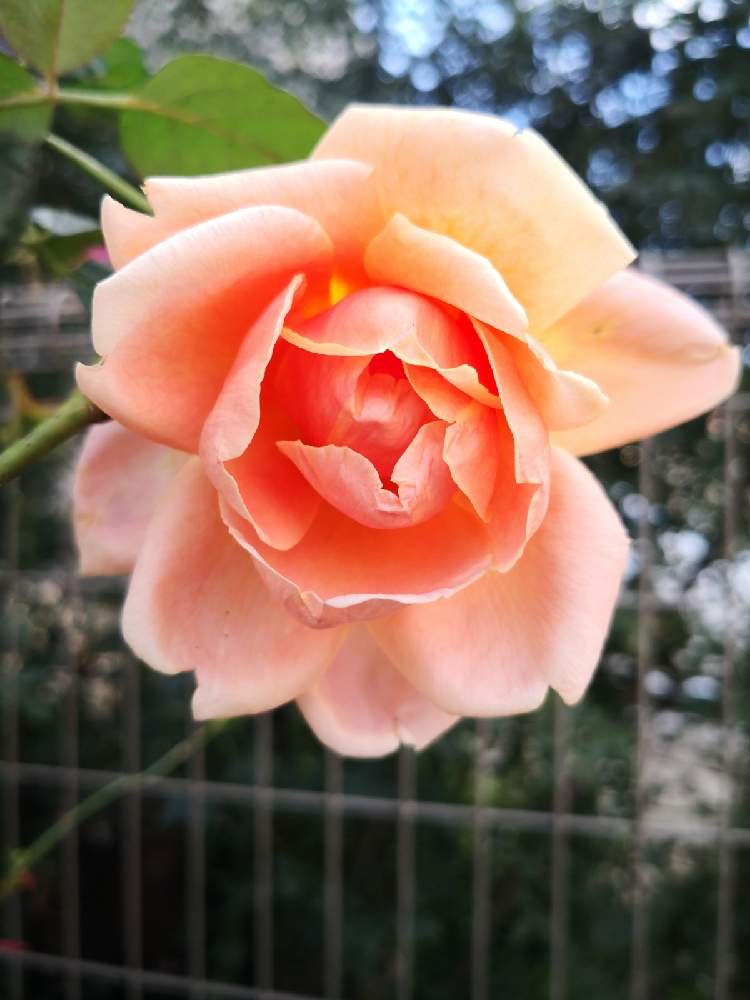 ロイヤルサンセットの投稿画像 By Juscofさん 強香とばら バラ 薔薇と薔薇男子とバラ ミニバラとバラを楽しむとつるバラ 月10月24日 Greensnap グリーンスナップ