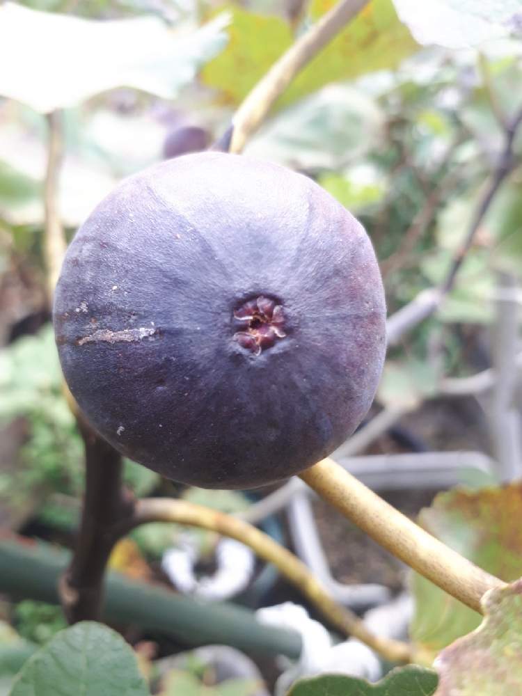 イチジク ビオレソリエスの投稿画像 By やすぼうさん おうちde菜園とgs映えとおうち園芸とイチジクの実とチーム福岡 月10月24日 Greensnap グリーンスナップ