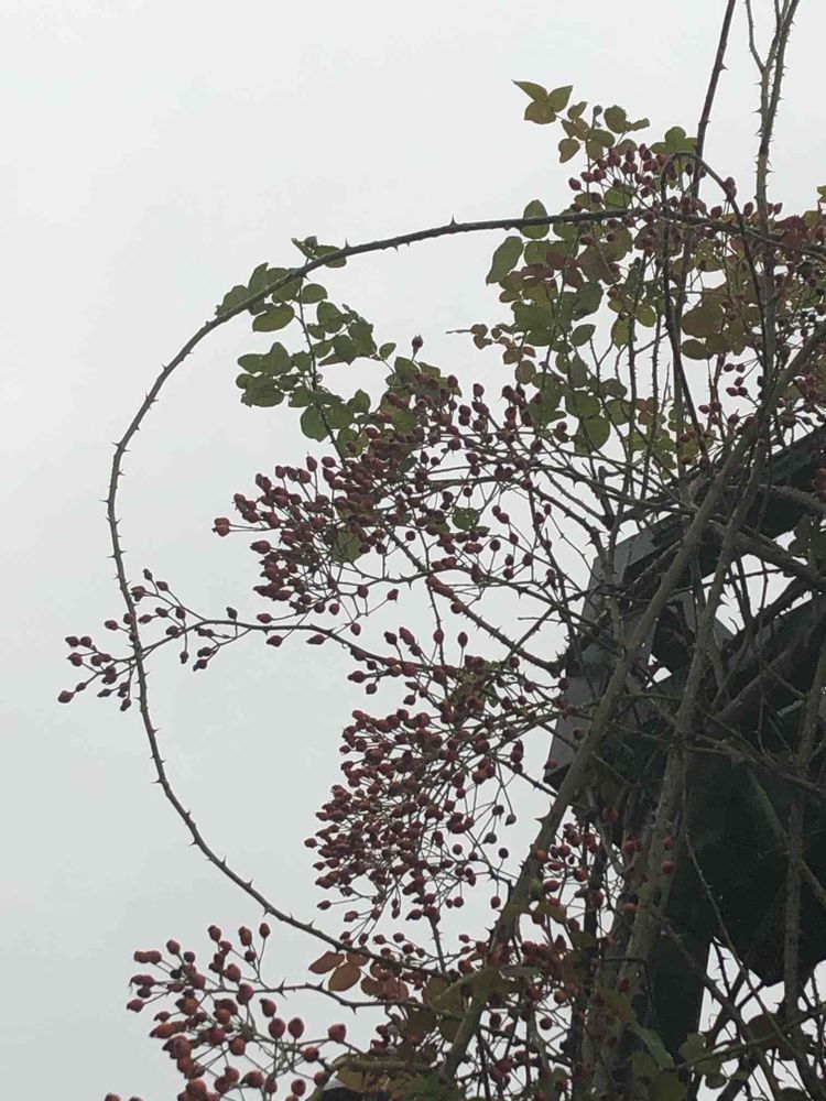 ピノ太郎さんの港の見える丘公園への投稿