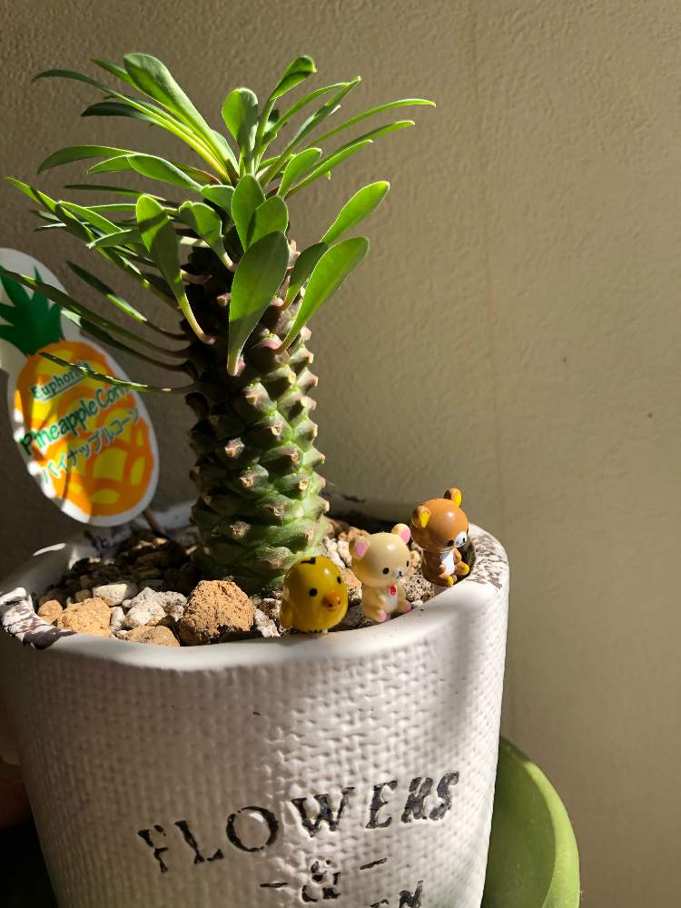 パイナップルコーン Greensnap グリーンスナップ