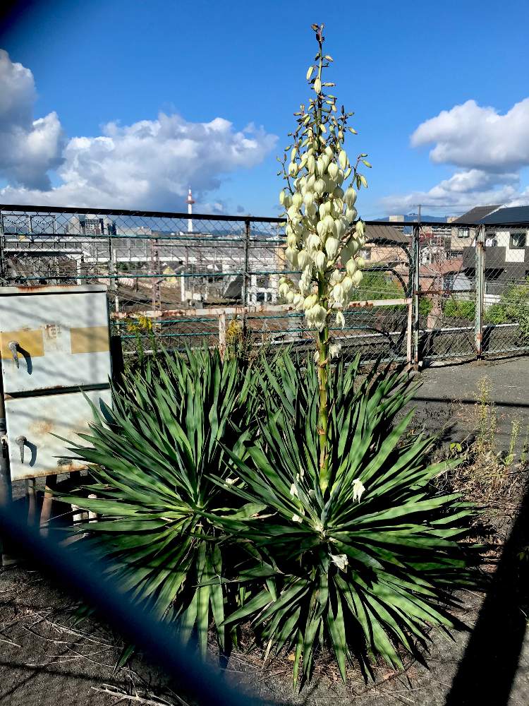 ユッカ グロリオサ大株 発根管理中 - 植物/観葉植物