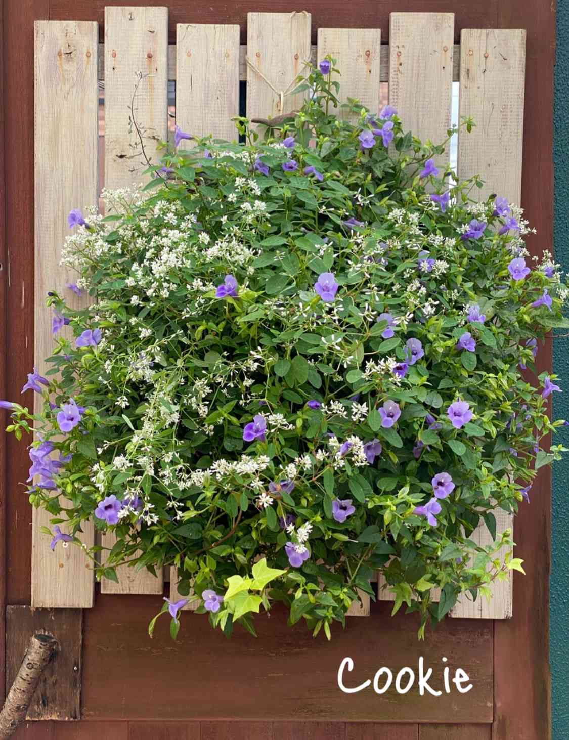 なんちゃってハンギングを楽しもう😊❣️〜PWトレニアの鉢をヘデラの