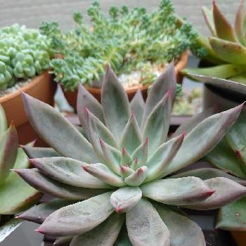 野原園芸の投稿画像一覧 Greensnap グリーンスナップ