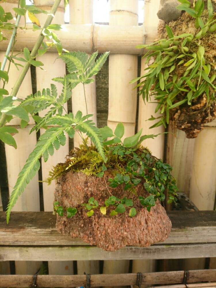 プミラの投稿画像 By Takumiさん オニヤブソテツとハカタシダとオニヤブソテツ とシダ シダ シダと 山苔とシダで幸せとシダはいいぞと苔 こけ と シダの仲間とシダのある暮らしとシダ植物と盆栽 月10月24日 Greensnap グリーンスナップ