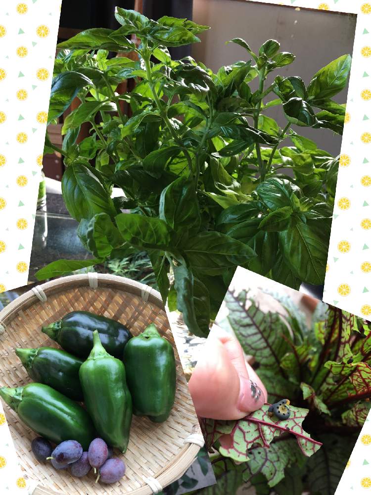 バジルの投稿画像 By ちくわさん ピーマンとオリーブ マンザニロとハグロハバチの幼虫とプランター菜園とオリーブ とムシとエディブルガーデンとおうちde菜園とおうち園芸とハーブとポタジェとベランダ菜園と夏野菜 月10月24日 Greensnap グリーンスナップ