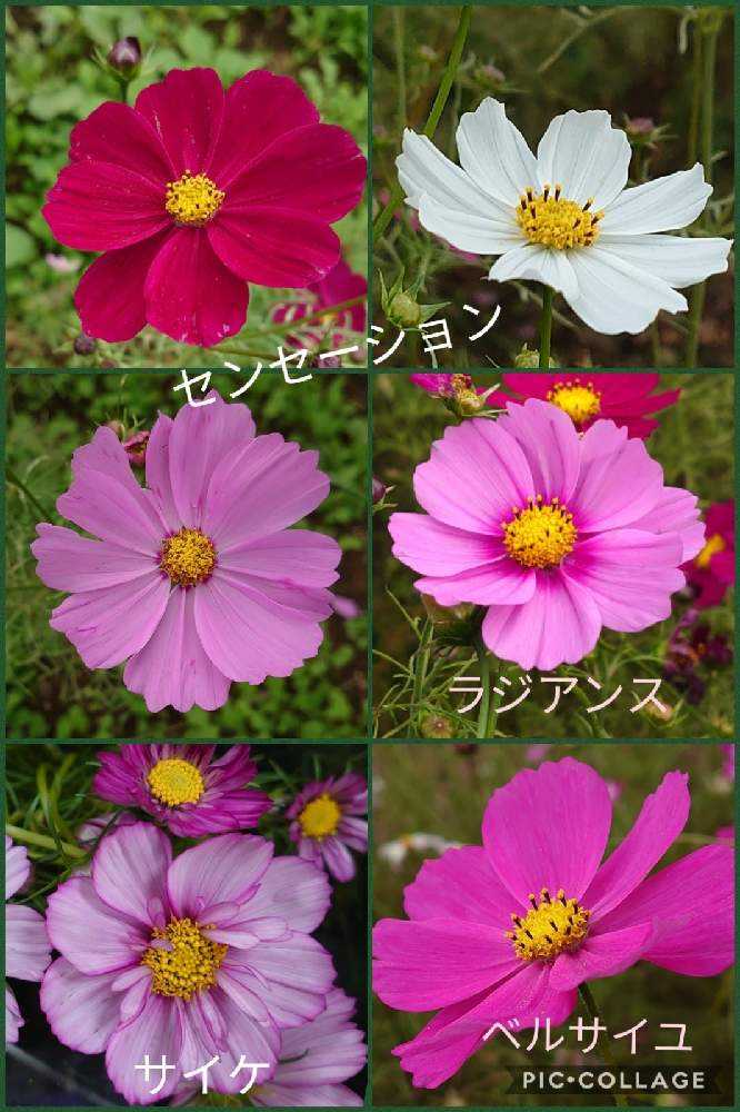 コスモスの投稿画像 By トリトンさん コスモス センセーションとコスモス ベルサイユとコスモスサイケとコスモス ラジアンスと昭和記念公園とキュンキュン乙女倶楽部と医療 介護の皆様に感謝といやされる とありがとう 嵐 とピンク ピンクとキュンキュン乙女