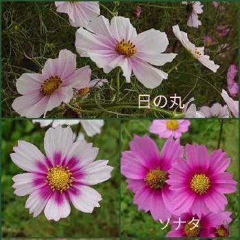 コスモス 日の丸の投稿画像一覧 Greensnap グリーンスナップ