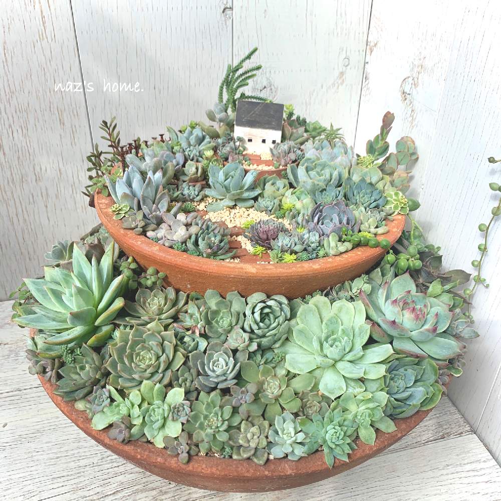 22新作モデル 多肉植物 3種類 3苗 24 カット苗 植物 観葉植物 Nchsurat Org