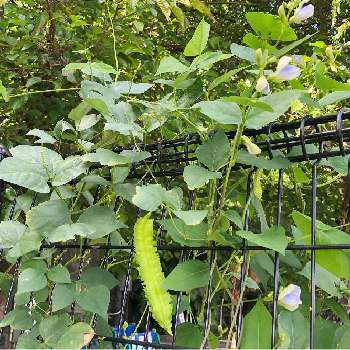 うりずん豆（四角豆）の画像 by b_haruさん | 広い庭と四角豆とうりずん豆（四角豆）と田舎暮らしと初心者ですとみどりのある暮らしとgreen air farm