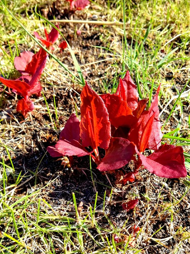 赤い葉の投稿画像 By ユミティさん 赤い植物とお出かけ先と赤い葉と赤い植物 月10月24日 Greensnap グリーンスナップ Greensnap グリーンスナップ