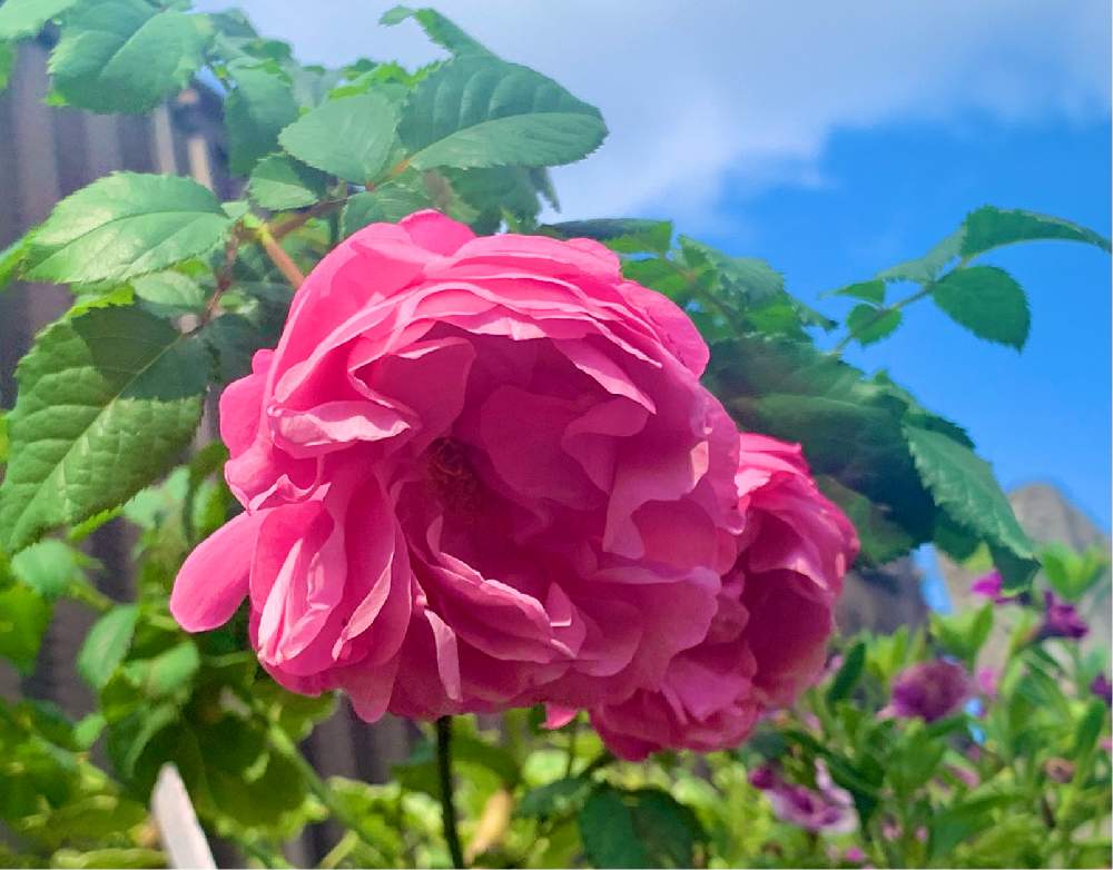 バラの投稿画像 By ままちゃんこさん サントノーレとバラ初心者とばら バラ 薔薇といつもありがとう と植物だいすきとおうち園芸とgs 大好きと今朝の一枚と成長記録と感謝 と花のある暮らしとマカロンさんありがとう とgreen Up と秋バラ 月10月24日 バラの投稿画像 By ままちゃんこさん サントノーレとバラ初心者とばら バラ 薔薇といつもありがとう と植物だいすきとおうち園芸とgs 大好きと今朝の一枚と成長記録と感謝 と花のある暮らしとマカロンさんありがとう とgreen Up と秋バラ 月10月24日