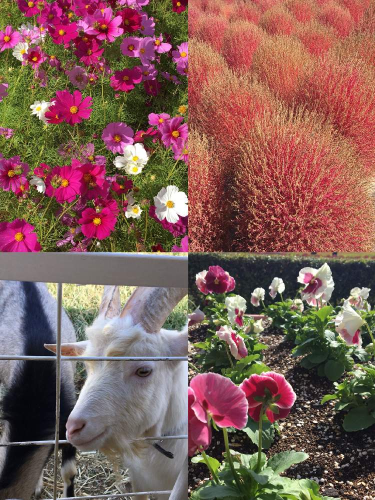 コキアの投稿画像 By みぽりんさん コスモスとパンジーと可愛いとあきともりっもり 月10月24日 Greensnap グリーンスナップ