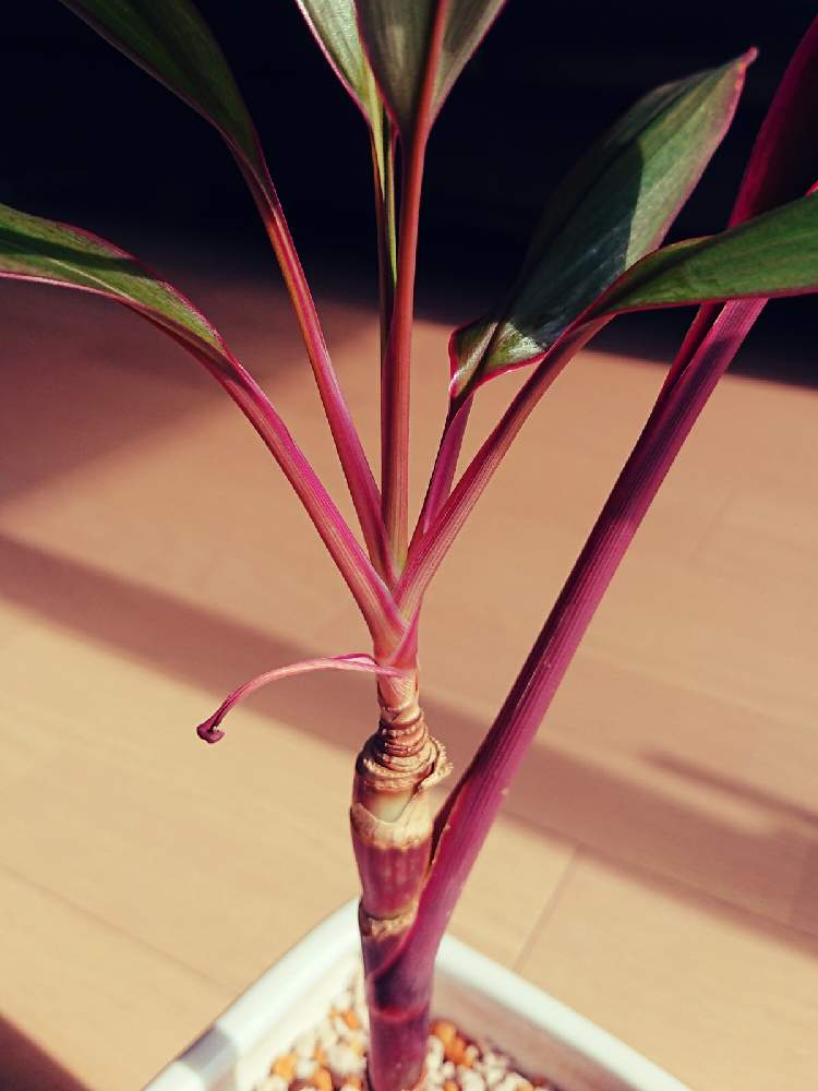 コルジリネの投稿画像 By Ariさん 観葉植物と植え替え 月10月24日 Greensnap グリーンスナップ