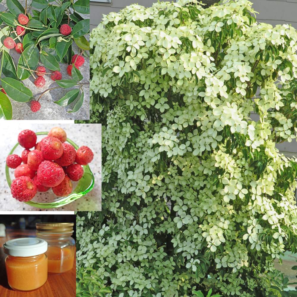 常緑ヤマボウシの投稿画像 By ふじひろさん 常緑ヤマボウシの実とヤマボウシのジャム作りと手作りジャムと庭のヤマボウシとおうち園芸 月10月24日 Greensnap グリーンスナップ