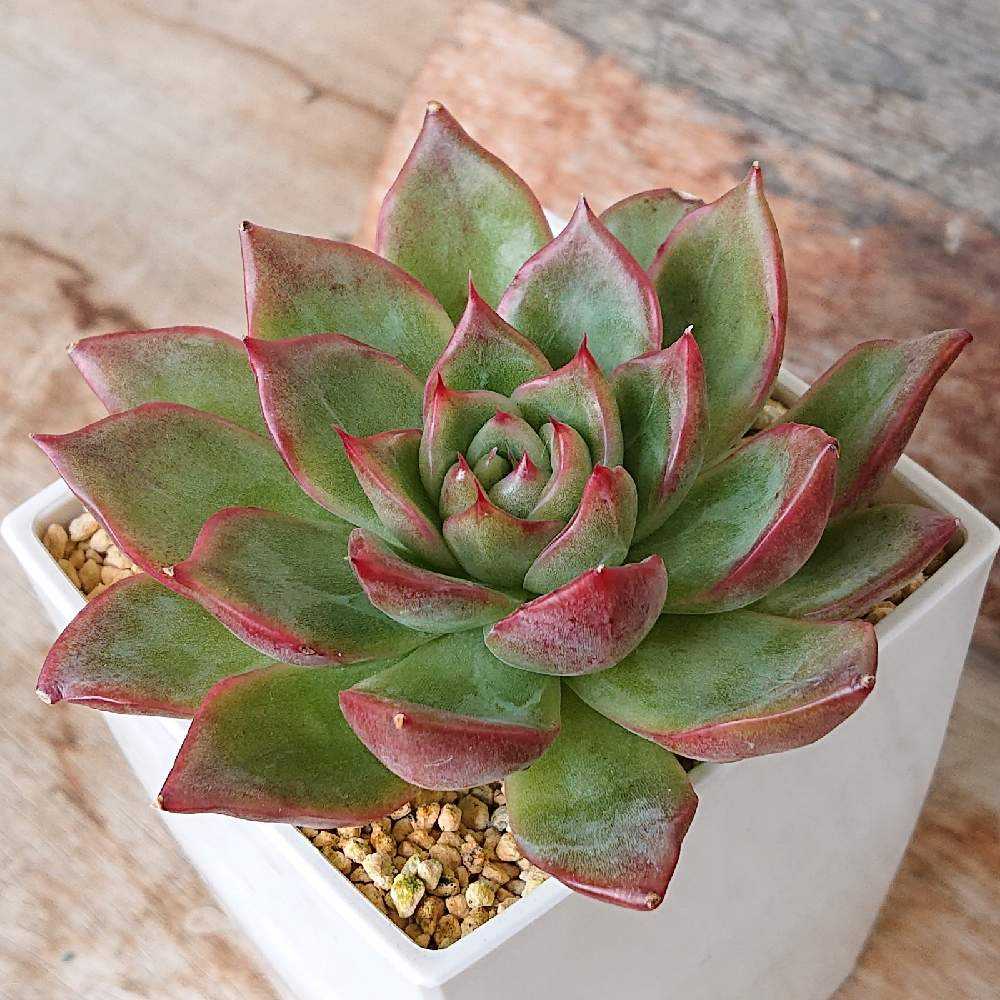 フロリディティール(tsunコレ・キメコレ)｜🍀GreenSnap（グリーン