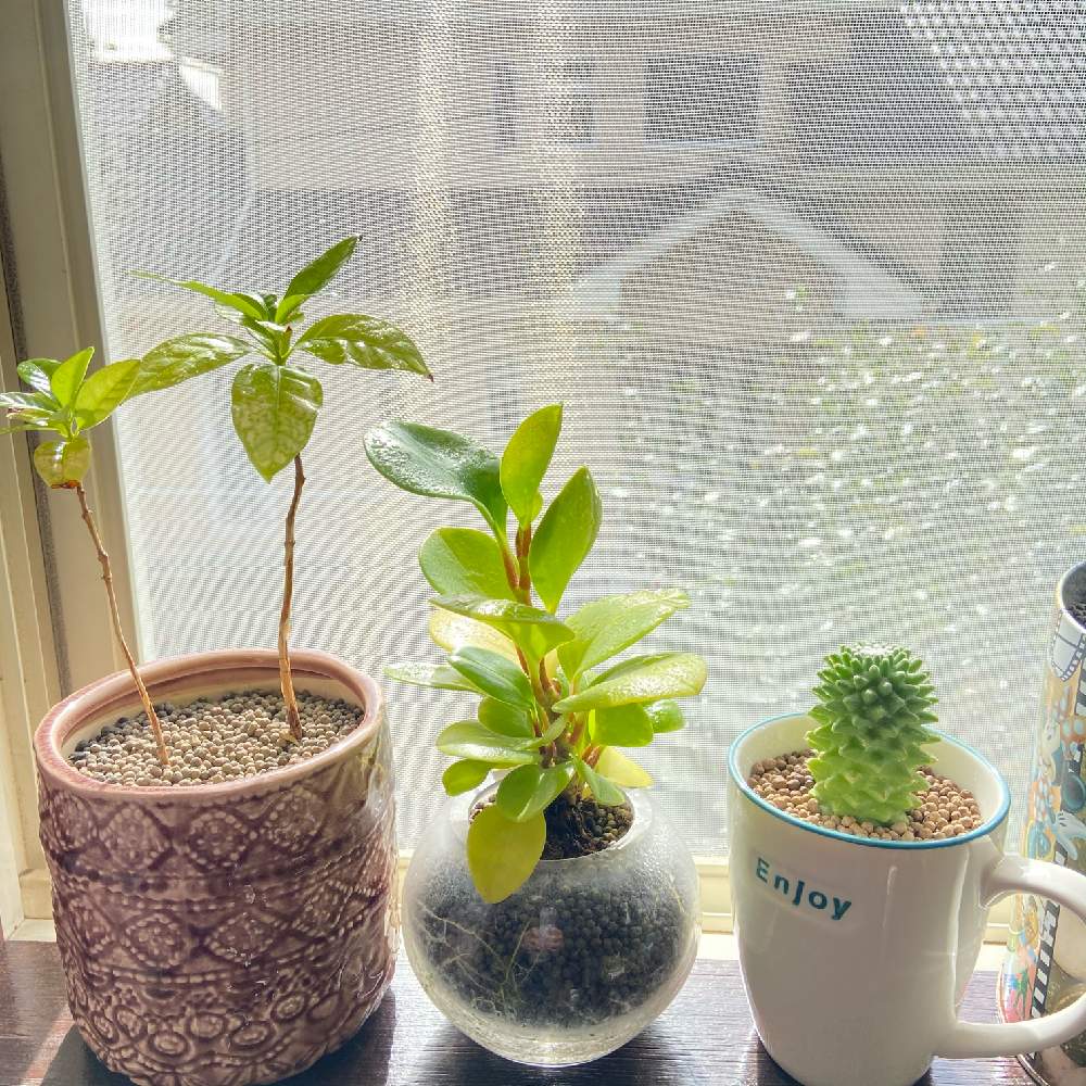 ペペロミアの投稿画像 By みみみさん コーヒー の木とトルカと多肉植物と観葉植物とペペロミア と緑ある暮らしとハイドロカルチャーと綺麗なミドリとトルカ とコーヒーの木 と多肉女子と炭づつみと多肉初心者 月10月24日 Greensnap グリーンスナップ