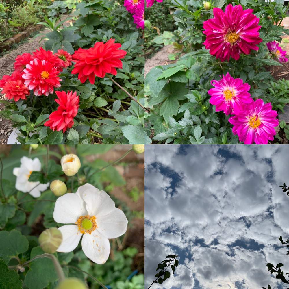 ダリアの投稿画像 By Patakoさん 秋明菊 月10月24日 Greensnap グリーンスナップ