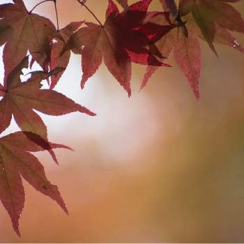 中野植物園の画像 by satoさん | お出かけ先とノムラモミジとnikond610と中野植物園と小樽と紅葉（こうよう）と北海道と紅葉フォトコン2020