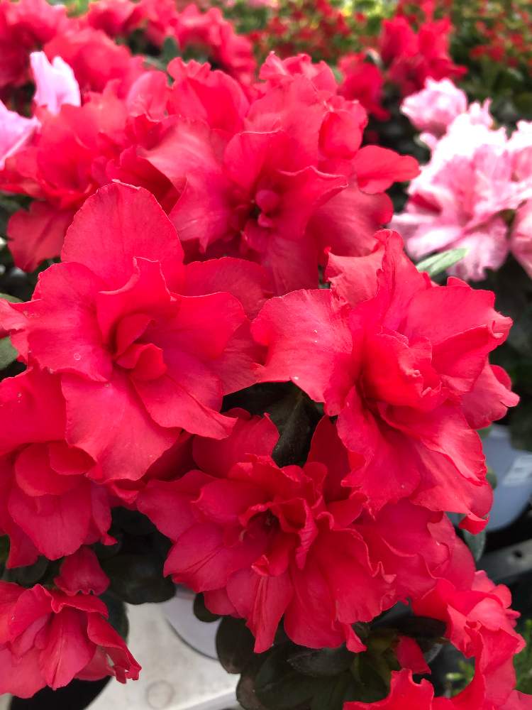 アザレアの投稿画像 By カンパニュラさん お出かけ先とホームセンターにてときれい と赤い花 ときれいな色 とホームセンターにてときれい と赤い花 ときれいな色 月10月24日 Greensnap グリーンスナップ Greensnap グリーンスナップ