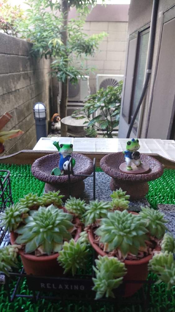多肉植物の投稿画像 By Hiroさん 100均とダイソーと癒しと楽しみとカエルの置物 月10月24日 Greensnap グリーンスナップ