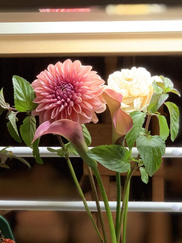 ミントの投稿画像 By Bogummyさん ダリア ルルとカラー アイボリーアートと花のある暮らしとgreen Up と海の前の病院とダリア アプリコットローザとキッチンと花のある暮らしとgreen Up と海の前の病院 月10月24日 Greensnap グリーンスナップ Greensnap