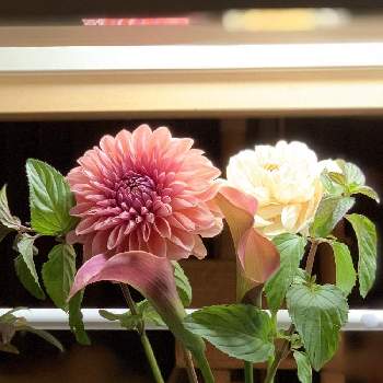 ダリア アプリコットローザの投稿画像一覧 Greensnap グリーンスナップ