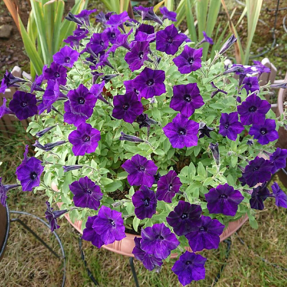 ペチュニアの投稿画像 By Hideさん 今日のペチュニアと切り戻し後と紫色の花とガーデニングと花のある暮らしと一株植えと咲いた 月10月24日 Greensnap グリーンスナップ
