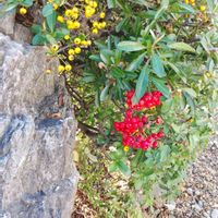 ピラカンサの画像