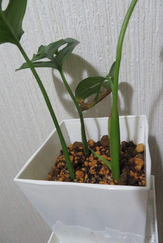 マドカズラの投稿画像 By あるとさん みどりのある暮らしと マドカズラと観葉植物とお気に入りとおうち園芸と新芽 月10月24日 Greensnap グリーンスナップ