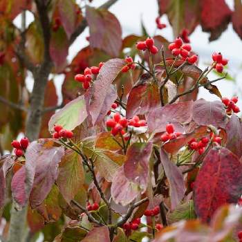 ハナミズキの赤い実の投稿画像一覧 Greensnap グリーンスナップ