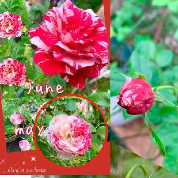 バラ ‘ センチメンタル ’の画像 by kane flowerさん | バラとバラ ‘ センチメンタル ’と家庭菜園と埼玉県とおうち園芸