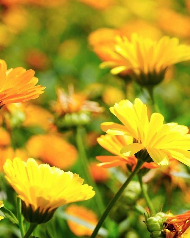 可愛い花の投稿画像 By Pasiphae さん 黄色い花と綺麗なお花とガーデニングと花のある暮らし 月10月25日 Greensnap グリーンスナップ