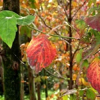 紅葉 黄葉の画像 by BLANKAさん | お出かけ先と樹木とお散歩道と紅葉 黄葉
