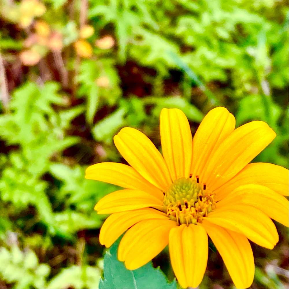 メランボジューム 黄色いの投稿画像 By ヒーちゃんさん 誕生花と世界パスタデーとカエデもみじと花言葉とプリンの日とユーカリ ときいろいはなと今日はなんの日 月10月25日 Greensnap グリーンスナップ