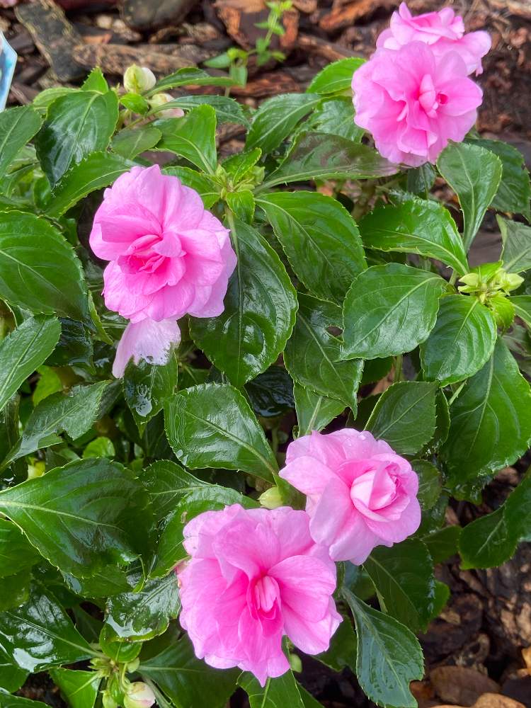 バラ咲きインパチェンス フィエスタの投稿画像 By Angelaさん 小さな庭とピンクとバラ咲きインパチェンス とおうち園芸とピンクとバラ咲き インパチェンス とおうち園芸 月10月25日 Greensnap グリーンスナップ Greensnap グリーンスナップ バラ咲きインパチェンス フィエスタの投稿画像 By Angelaさん 小さな庭とピンクとバラ咲きインパチェンス とおうち園芸とピンクとバラ咲き インパチェンス とおうち園芸 月10月25日 Greensnap グリーンスナップ Greensnap グリーンスナップ