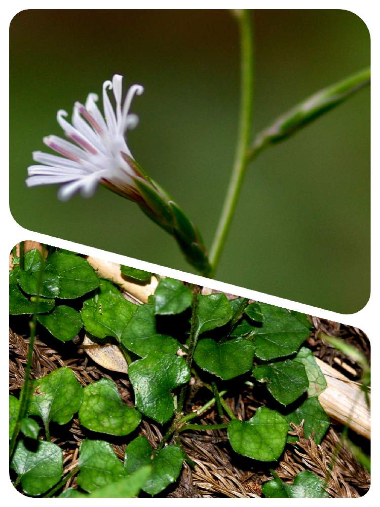 キッコウハグマの投稿画像 By たごさくさん お出かけ先と山野草と山口県岩国市錦町と山野草と山口県岩国市錦町 月10月25日 Greensnap グリーンスナップ Greensnap グリーンスナップ