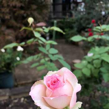 京成バラの画像 by hajimetepiassさん | 小さな庭と京成バラとおうち園芸とバラ春乃とバラにハマってます