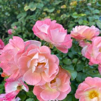 可憐♡の画像 by elsa ❅*さん | お出かけ先と薔薇とかわいい♡とステキ☆とお散歩で♡と可憐♡とピンクのはな