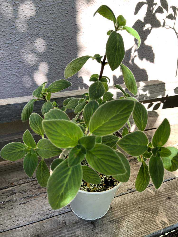 ストレプトカーパスサクソルムの挿木挑戦 番外編追記 Greensnap グリーンスナップ