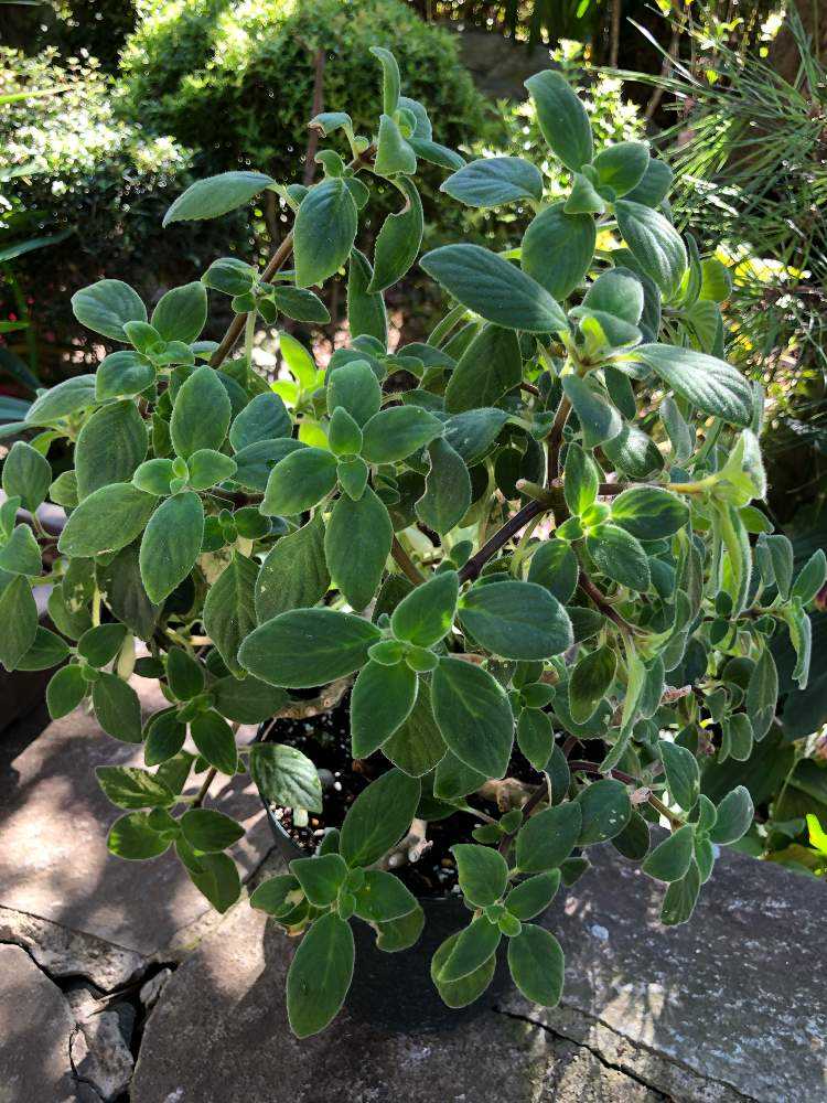 ストレプトカーパスサクソルムの挿木挑戦 番外編追記 Greensnap グリーンスナップ