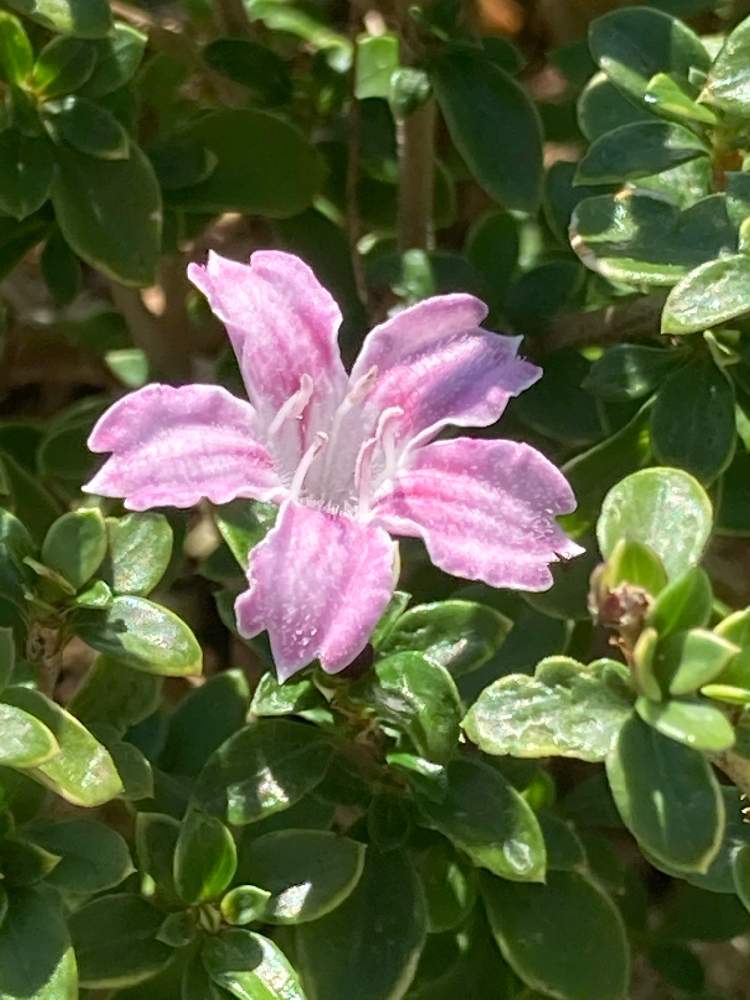 白丁花の投稿画像 By かーちんさん 白丁花 ハクチョウゲ とはくちょうげ 白丁花 とハクチョウゲ 白丁花 と白丁花ピンク 月10月25日 Greensnap グリーンスナップ