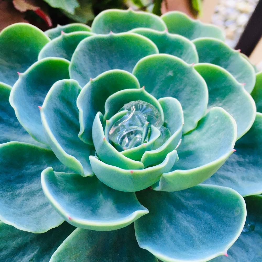 七福神の成長記録 Greensnap グリーンスナップ