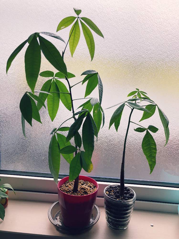 パキラの投稿画像 By やゆさん 観葉植物と100均と比較とハイドロカルチャーとおうち園芸と100均観葉植物と実生パキラと100円ショップとダイソー産 月10月25日 Greensnap グリーンスナップ