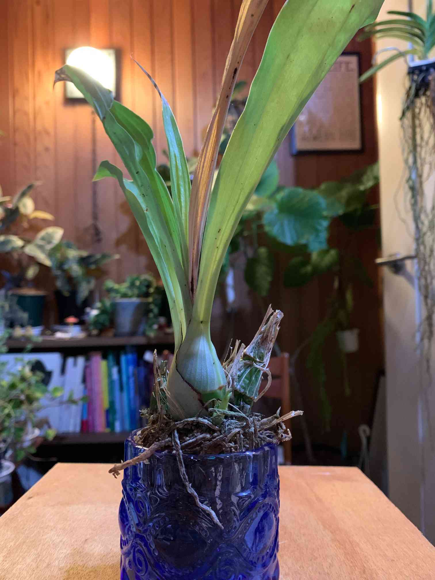 Cl. Rebecca Northen 'Mikkabi'改めCl. Grace Dunn育成記録