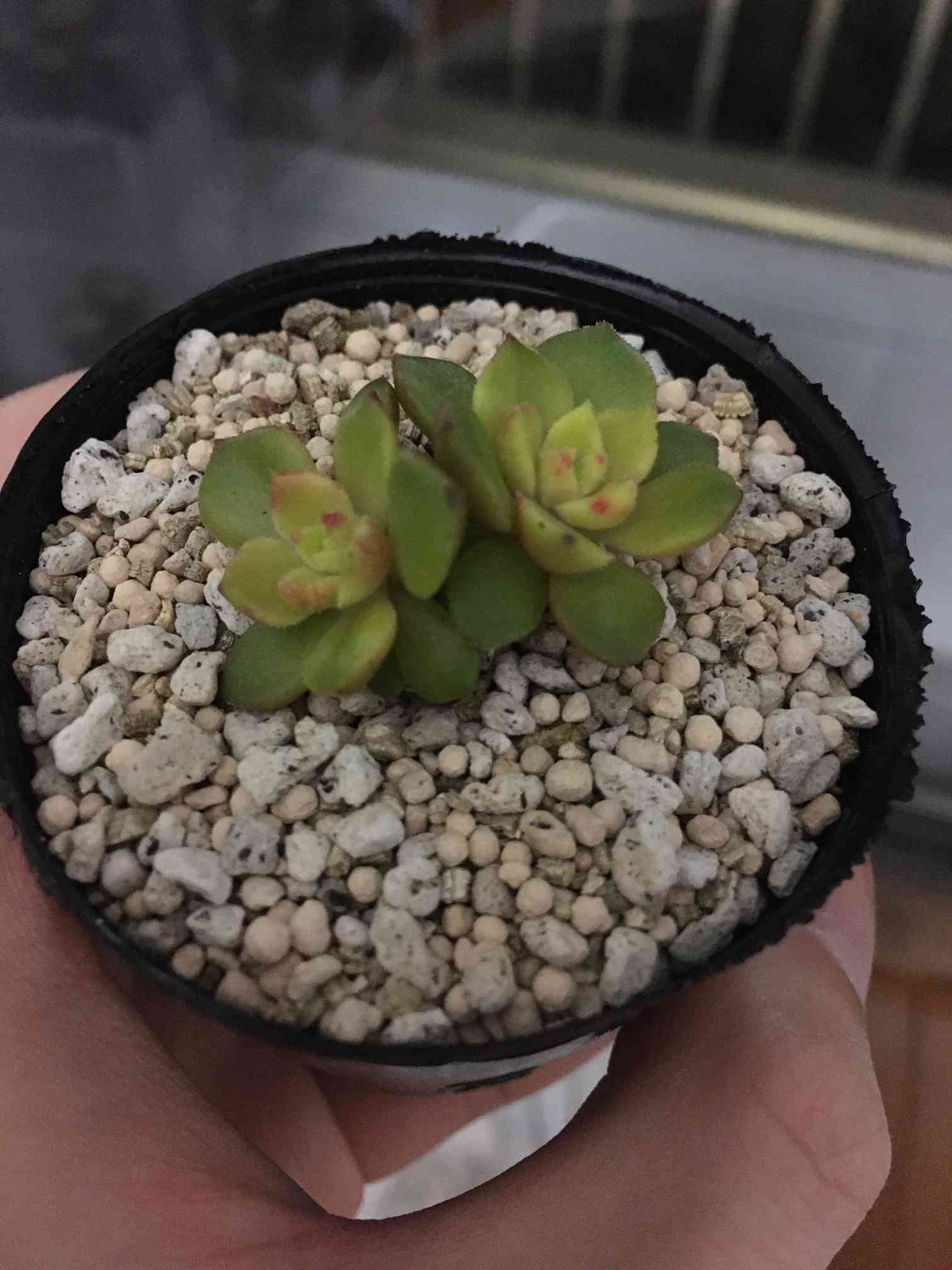 マジックジャムゴールドの成長記録｜🍀GreenSnap（グリーン