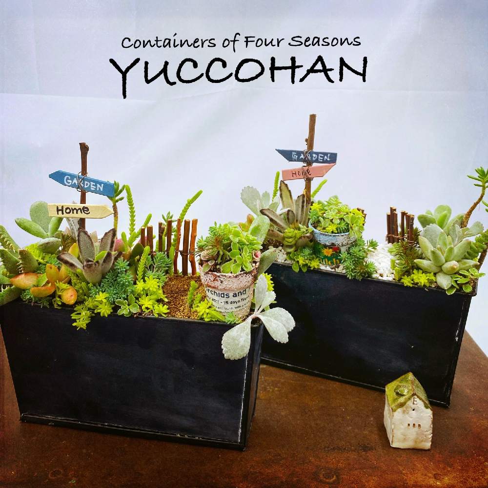 寄せ植え教室の投稿画像 By 寄せ植え屋ゆっこはんさん 多肉植物と多肉の寄せ植えと寄せ植えとオンラインスクールとおうち園芸と寄せ植え屋ゆっこはんと セダムいろいろと多肉の箱庭とオンラインレッスンとちまちま寄せ 月10月25日 Greensnap グリーンスナップ