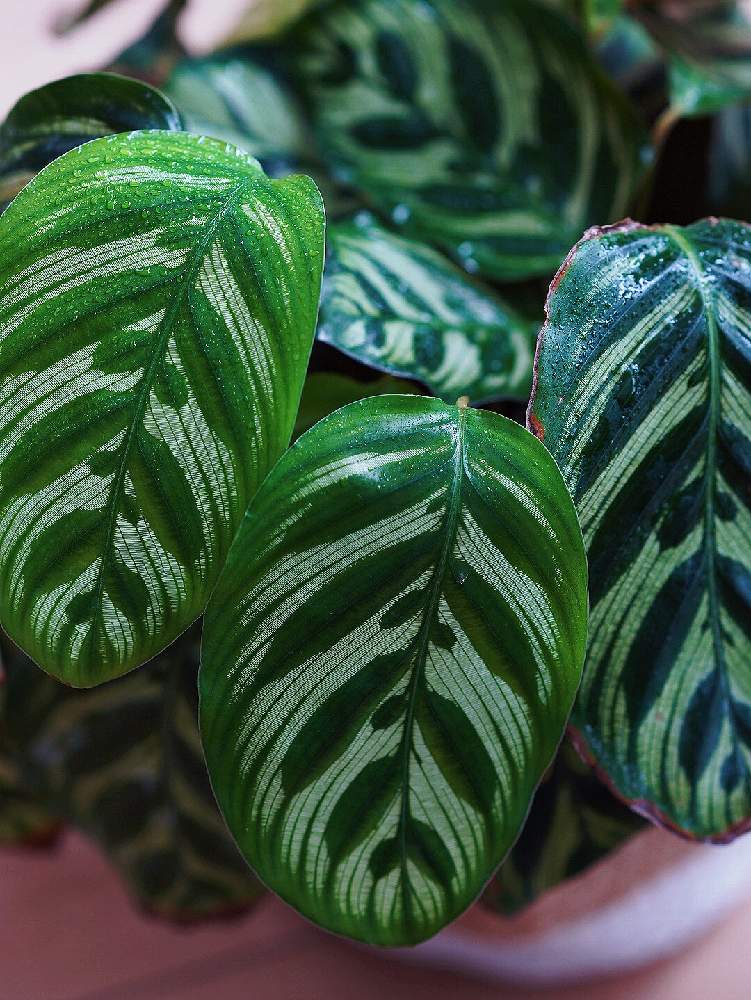 カラテアの投稿画像 By Kinokodailyさん カラテア マコヤナ と観葉植物とハンキングと剪定とおうちde菜園とハロウィンとおうち園芸と植中毒とペペロミア属とカラテア属と成長記録と花のある暮らしと秋の花と新芽とインテリアグリーン 月10月25日 Greensnap