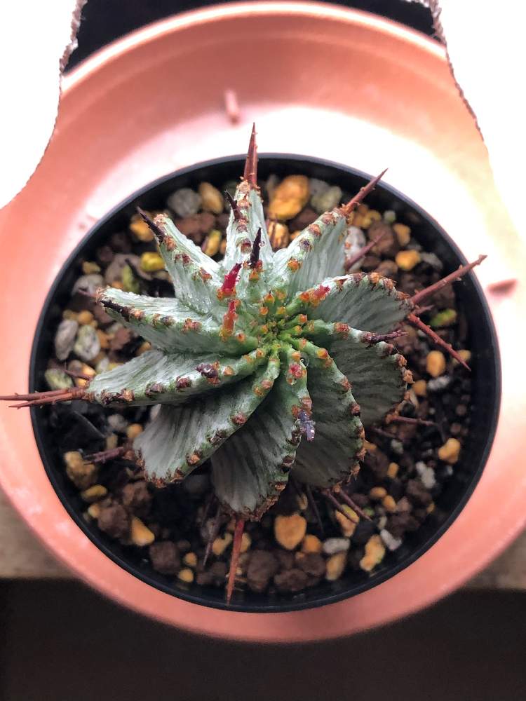ユーフォルビア ホリダの投稿画像 By ほくほくさん ホリダ ゼブラと多肉植物とユーホルビア ホリダ とおうち園芸と成長記録とサボテンぽいけどサボテンじゃないとユーフォルビア 月10月25日 Greensnap グリーンスナップ
