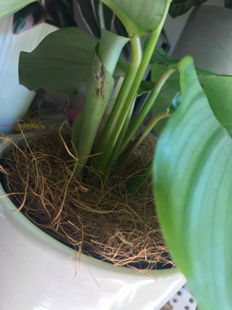 カラテアの投稿画像 By Moe さん カラテア オルビフォリアと新芽 と多肉植物と観葉植物とグリーンのある暮らしと花と観葉植物とわが家の観葉植物 と新芽フェチと自然大好きとおうち園芸と緑のある暮らしとジャングル化計画と観葉植物のある暮らしと成長記録と